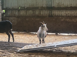 Pygmy weather for sale