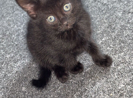 KITTEN   GIRL