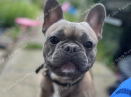 URGENT! Lovely friendly Frenchie for sale (price negotiable)