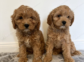 Cavapoo puppys