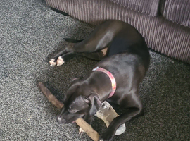Bella needs a home