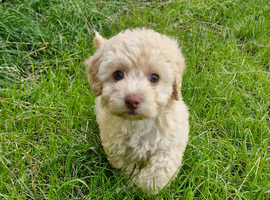 TRUE TEACUP MALTIPOO GIRL