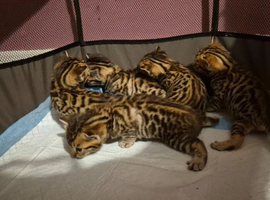 Beautiful Bengal kittens-Ready in April