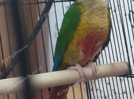 Pineapple Conure  Ready to Breed