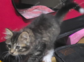 Tabby kitten