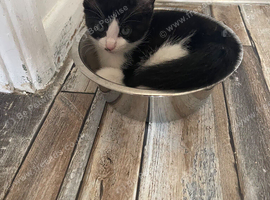 EXTREMELY AFFECTIONATE Kittens11 weeks ready now