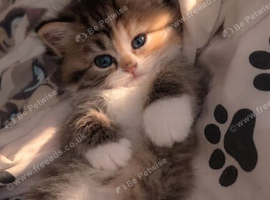 Scottish straight x British longhair kitten!