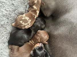 Kc reg miniature dachshund