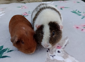 Guinea pigs