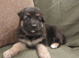 KC Reg, long coated GSD puppies, Leicestershire