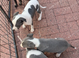 Beautiful pure whippet puppies for sale