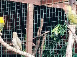 Love bird babies