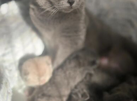 British Shorthair Kittens