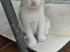 2 cute and adorable kittens for sale