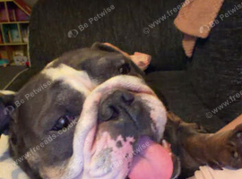 gorgeous female english bulldog