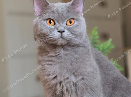 Beautiful Blue Active Queen &ndash; GCCF Registered