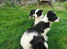 Lovely Border Collie puppies
