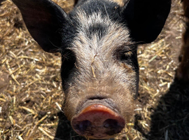 Intact Gloucestershire old spot/Kune Kune/Juliana cross boar
