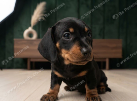 Miniature Dachsund puppies