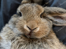 Jerry the lop
