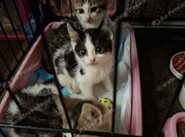 3 kittens left