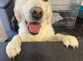 8 month old golden retriever