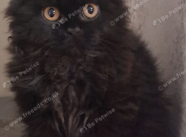 GCCF reg British Longhair boy