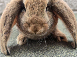 French lop kits for sale 2 girls 1 boy