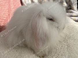 Mini lops/raised indoors/ vaccinated