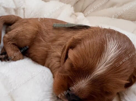 BEAUTIFUL CAVALIER KING CHARLES SPANIEL PUPPIES
