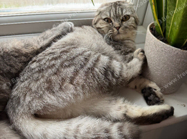 Scottish fold girl