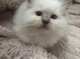 Stunning gccf lilac ragdoll boy big and chunky