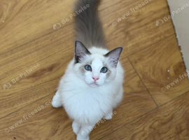 Pure Ragdoll Male Kitten for Sale