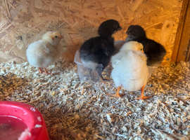 got baby chickens 3 day old