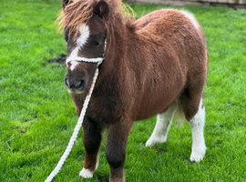 !!30 inch miniature Shetland filly!!