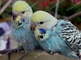2 baby budgies