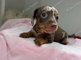 Miniature dachshund puppies