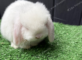 Mini lop buck ready now