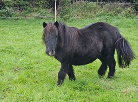 Shetland pony