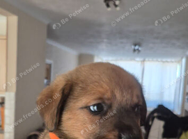 Mastweiler puppys