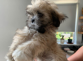 Adorable Lhasa Apso Boy puppies for sale