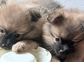 4 Pomeranian boys looking for loving family