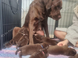 Gorgeous KC Labrdaor Retrievers, Fully Health Tested.