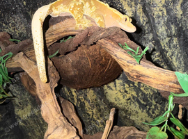 Creative gecko