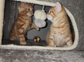 Ginger boys ready for new homes