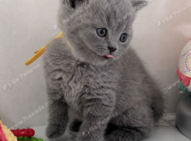 2 left Gorgeous British Shorthair Kittens - BSH - GCCF
