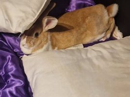 Female rabbit unsure in breed