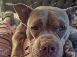 Pocket bully female
