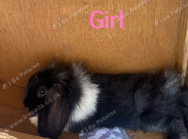 6 baby bunnies for sale in Exeter