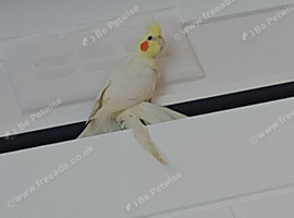 8 month old cockatiel